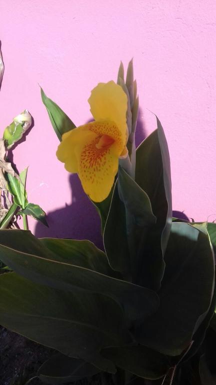 Pousada Rosa Cafe Araquari Dış mekan fotoğraf